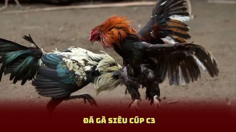 Đá Gà Siêu Cúp C3 – Trận So Găng Được Chờ Đợi Nhất Năm