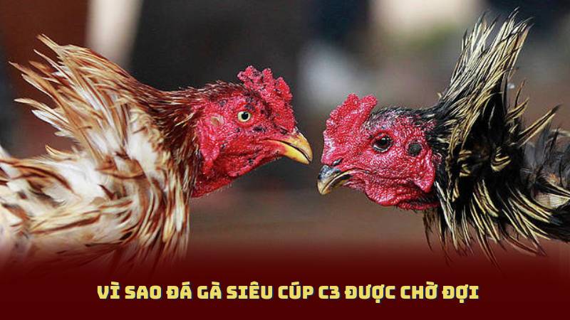 Vì sao Đá Gà Siêu Cúp C3 được chờ đợi