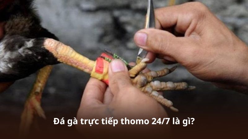 Đá gà trực tiếp thomo 24/7 là gì?