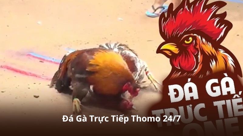 Đá Gà Trực Tiếp Thomo 24/7 – Hệ Thống Livestream Sắc Nét Và Ổn Định