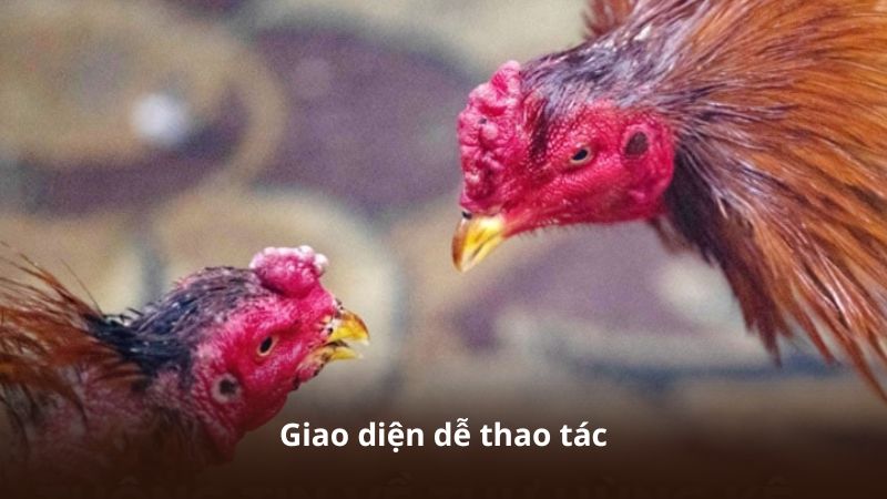 Giao diện dễ thao tác